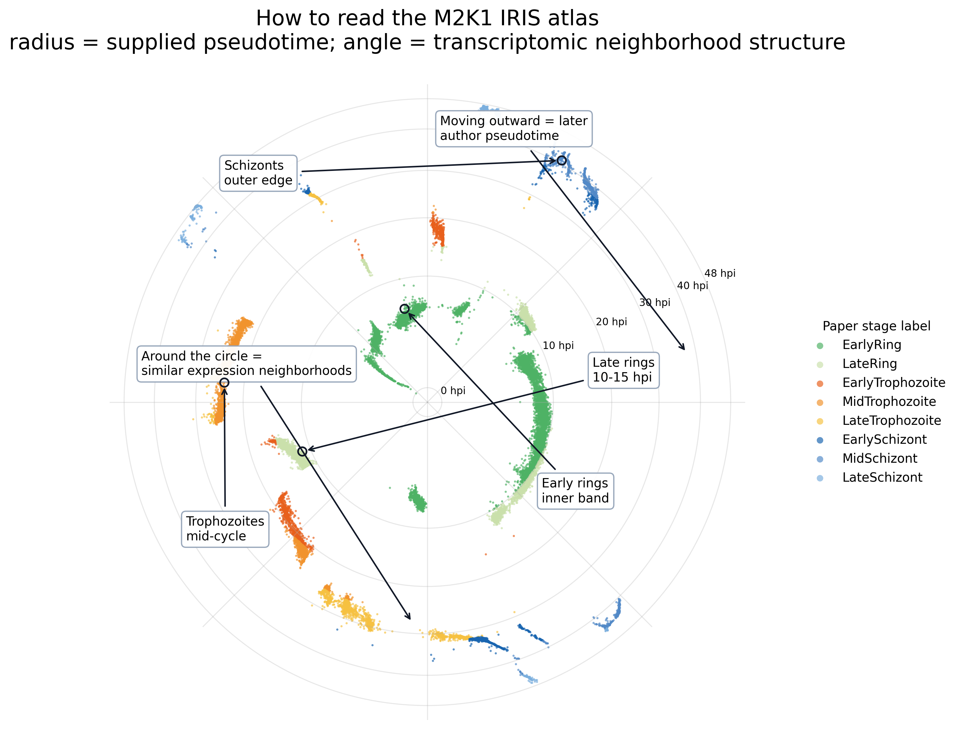 Annotated IRIS layout of the M2K1 asexual atlas showing early rings, late rings, trophozoites, schizonts, radius, and angle.
