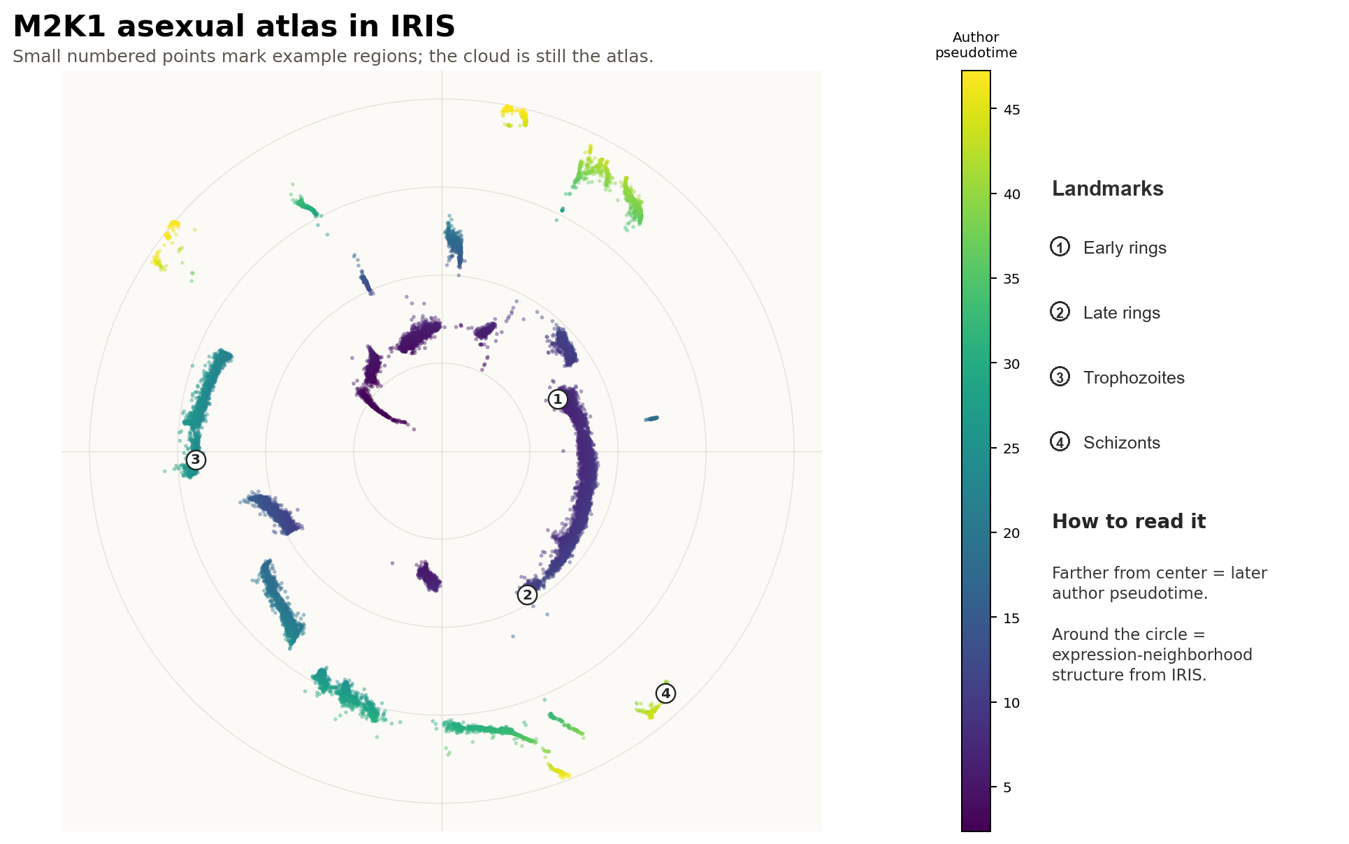 Annotated IRIS layout of the M2K1 asexual atlas with small numbered landmarks for early rings, late rings, trophozoites, and schizonts.