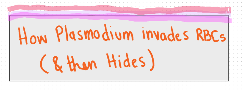 How Plasmodium Invades RBCs and Then Hides