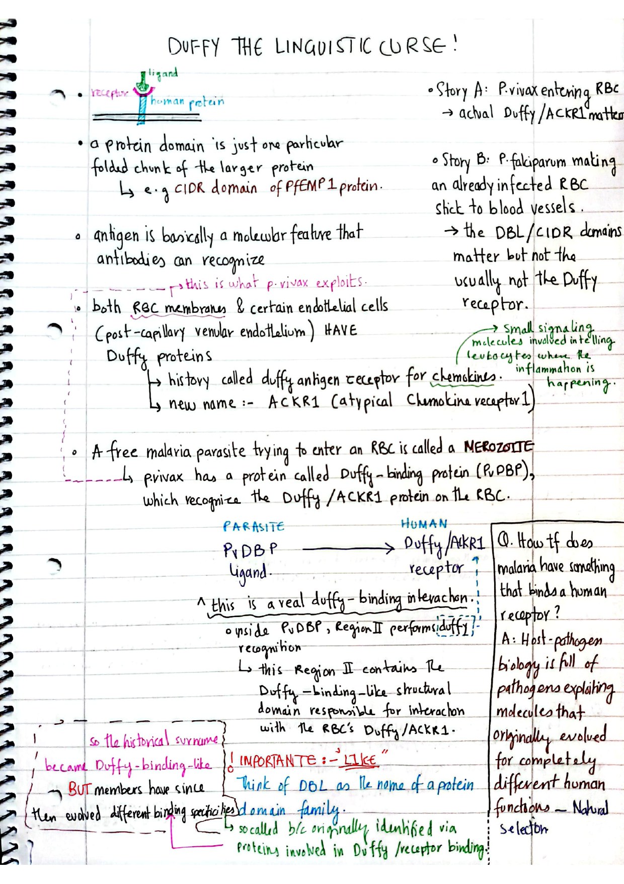 Page 1 of handwritten notes about Duffy/ACKR1 and receptor–ligand binding.