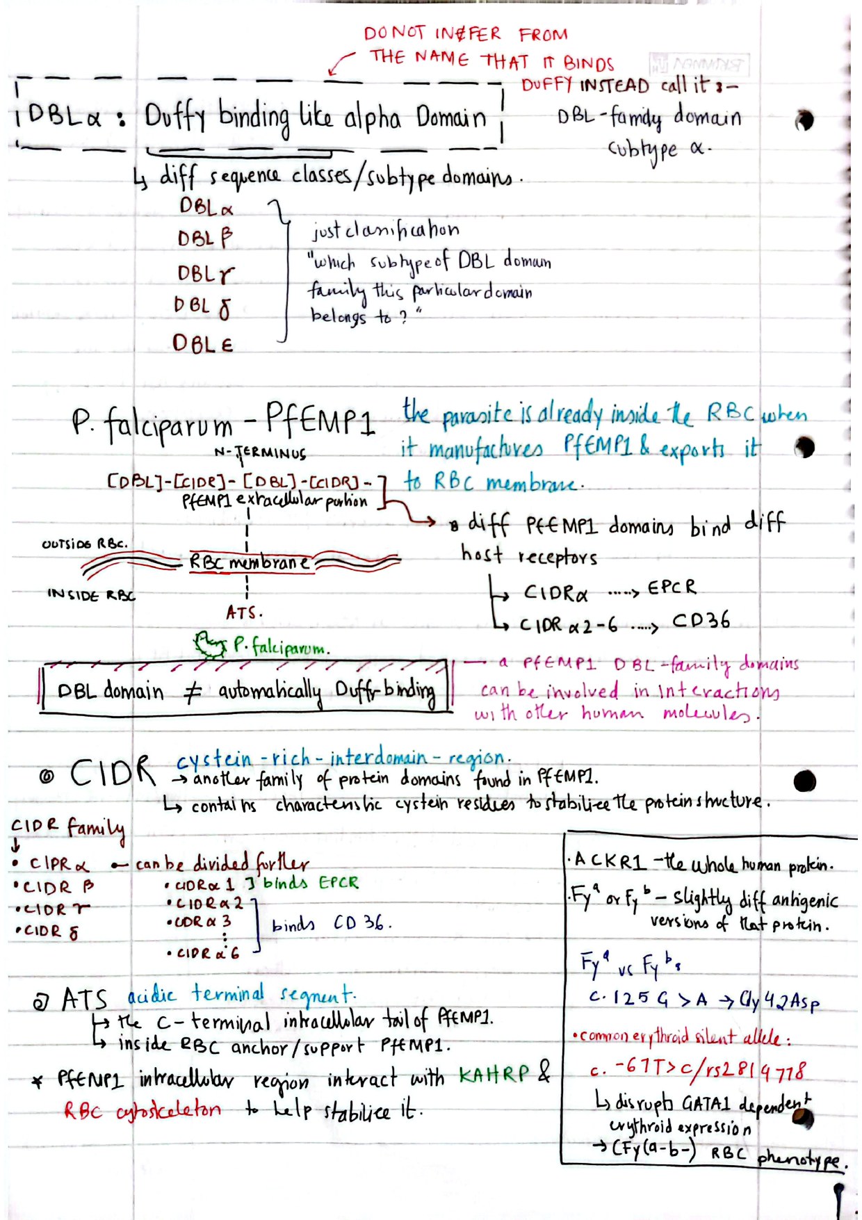 Page 2 of handwritten notes about DBL, CIDR, PfEMP1, and ATS.