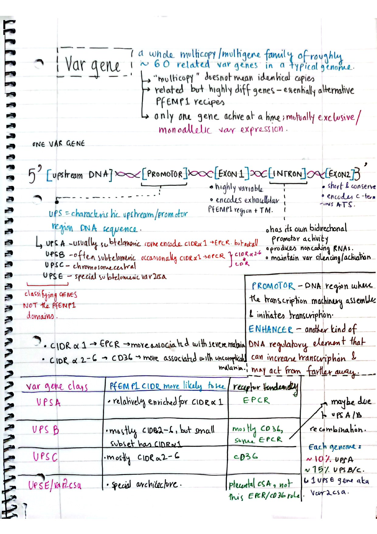 Page 3 of handwritten notes about var genes and upstream classes.