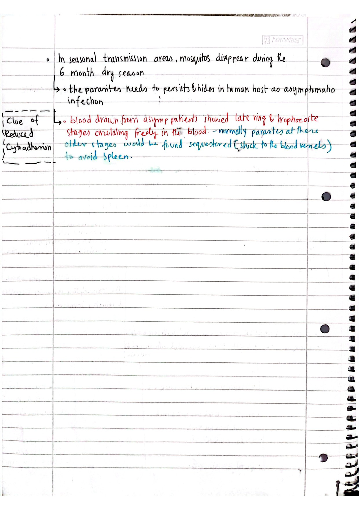 Page 4 of handwritten notes about dry-season persistence and reduced cytoadhesion.
