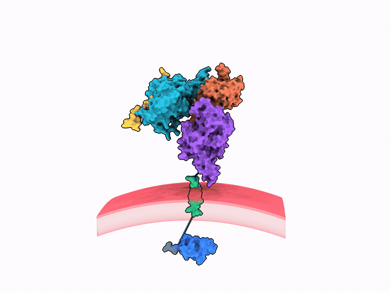 Animated surface model of PfEMP1 O96108 spanning a red-blood-cell membrane, with each protein region shown in a different color.